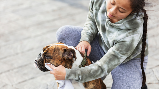The Best Dog Face Wipes I Didn’t Even Know Existed