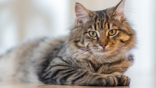 Top 5 Remedies for Cat Dandruff