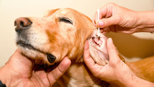 Why Do Dog Ears Smell Bad and How to Freshen Them Up