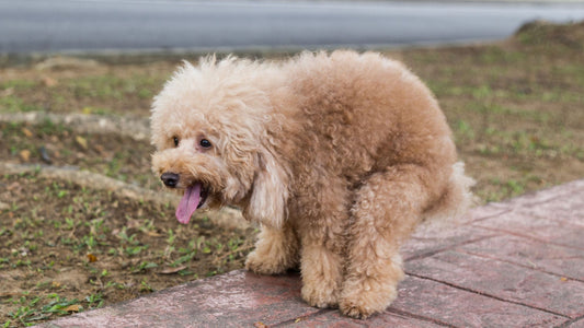 Your Go-To Guide for Soothing Your Dog's Diarrhea