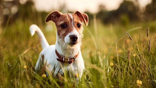Dog Paw Allergies: What Helps With Licking, Red Paws, and Itchy Skin