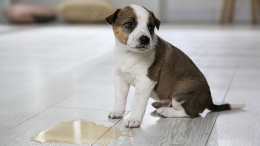 Signs of UTI in Dogs (What I Noticed & What Helped)