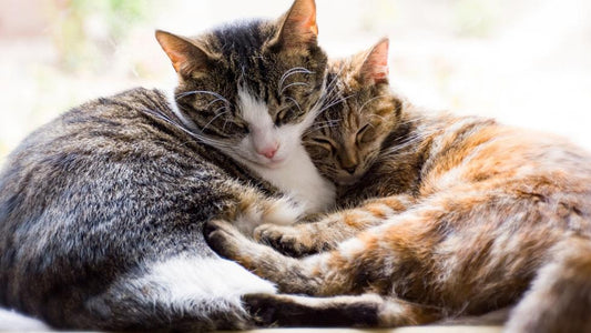 How To Get Rid Of Cat Hairballs (What Helped My Cat)