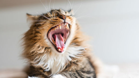 Cat Breath Stinks (What I Noticed & What Helped)