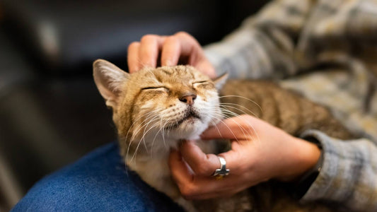 Cat Sneezes All the Time (What Helped Me)