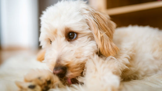 Female Dog UTI Symptoms (What I Noticed & What Helped)